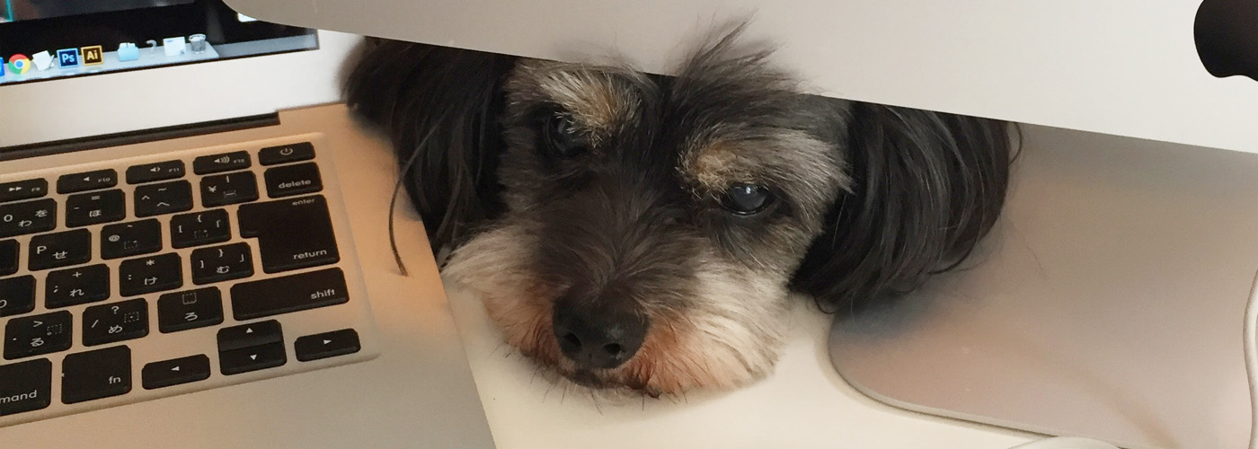 看板犬おはぎが見守る…。デザイン制作承ります。