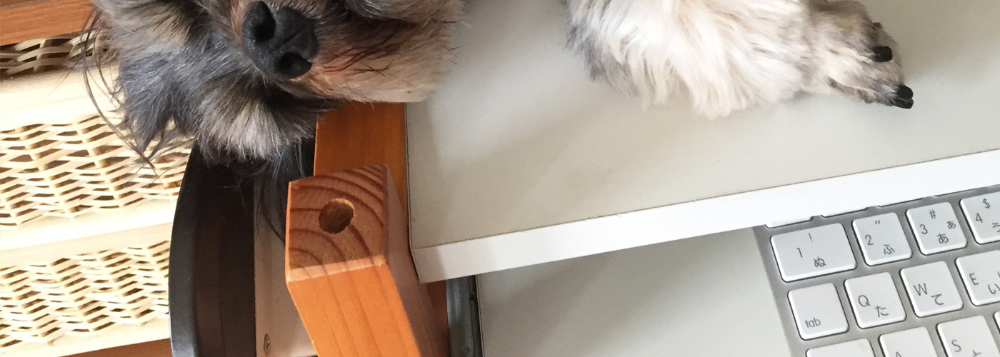 モニター前はおはぎ犬の定位置。デザイン制作承っております。